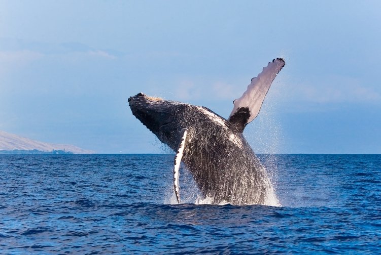 Avistamiento de ballenas jorobadas en el Pacífico colombiano